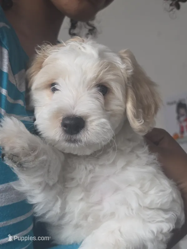Ben – Maltipoo puppy for sale in Stockton, CA