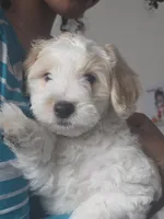 Ben, a male Maltipoo for sale in Stockton, CA – 1 of 1