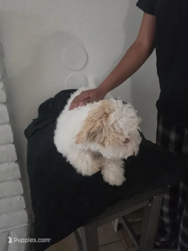 Snoopy – Maltipoo puppy for sale in Stockton, CA