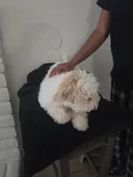 Snoopy, a male Maltipoo for sale in Stockton, CA – 1 of 8