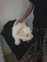 Snoopy, a male Maltipoo for sale in Stockton, CA – 7 of 8