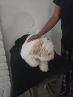 Snoopy, a male Maltipoo for sale in Stockton, CA – 4 of 8