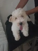 Snoopy, a male Maltipoo for sale in Stockton, CA – 6 of 8