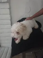 Snoopy, a male Maltipoo for sale in Stockton, CA – 2 of 8
