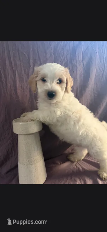 Mia – Maltipoo puppy for sale in Stockton, CA