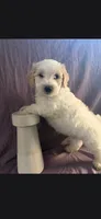 Mia, a female Maltipoo for sale in Stockton, CA – 1 of 1
