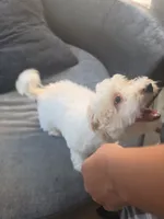 Snoopy, a male Maltipoo for sale in Stockton, CA – 8 of 8
