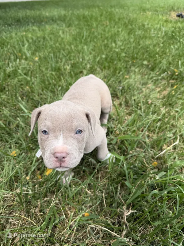 Pink Collar – American Pit Bull Terrier puppy for sale in Waldorf, MD
