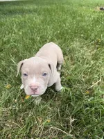 Pink Collar, a female American Pit Bull Terrier for sale in Waldorf, MD – 1 of 2
