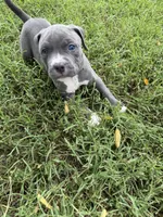 Blue Collar, a male American Pit Bull Terrier for sale in Waldorf, MD – 2 of 3