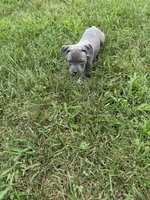 Green Collar, a male American Pit Bull Terrier for sale in Waldorf, MD – 2 of 3