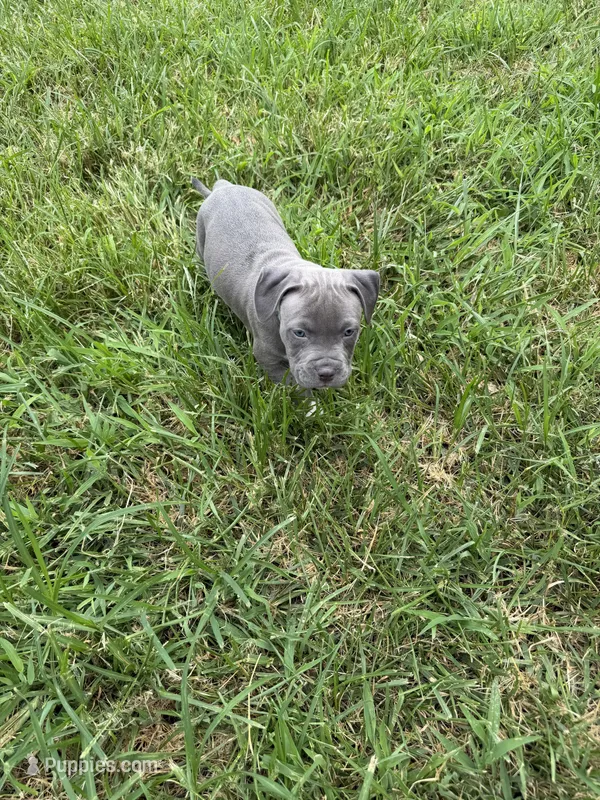 Green Collar – American Pit Bull Terrier puppy for sale in Waldorf, MD