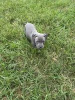 Green Collar, a male American Pit Bull Terrier for sale in Waldorf, MD – 1 of 3