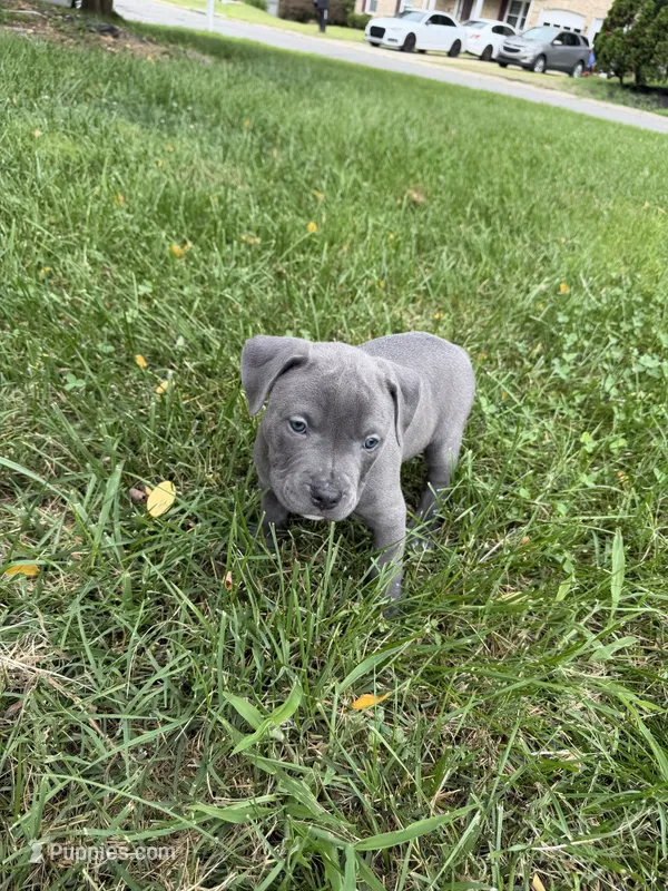 Blue with Stars Collar – American Pit Bull Terrier puppy for sale in Waldorf, MD