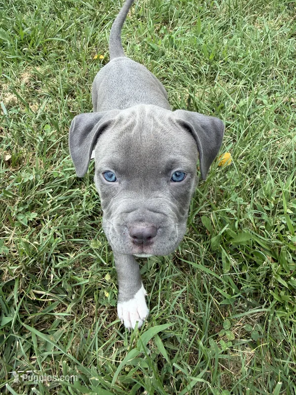 Blue Collar – American Pit Bull Terrier puppy for sale in Waldorf, MD