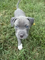 Blue Collar, a male American Pit Bull Terrier for sale in Waldorf, MD – 1 of 3