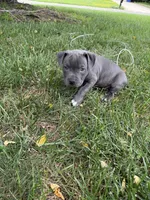 Pink with hearts collar, a female American Pit Bull Terrier for sale in Waldorf, MD – 2 of 3