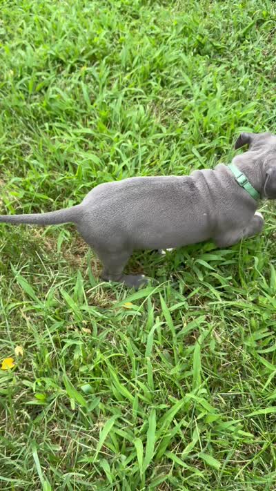 Green Collar, a male American Pit Bull Terrier for sale in Waldorf, MD – 3 of 3