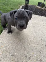 Pink with hearts collar, a female American Pit Bull Terrier for sale in Waldorf, MD – 1 of 3