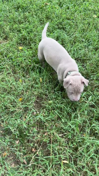 Green Stripes Collar, a male American Pit Bull Terrier for sale in Waldorf, MD – 3 of 3
