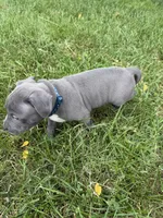 Blue with Stars Collar, a male American Pit Bull Terrier for sale in Waldorf, MD – 2 of 3