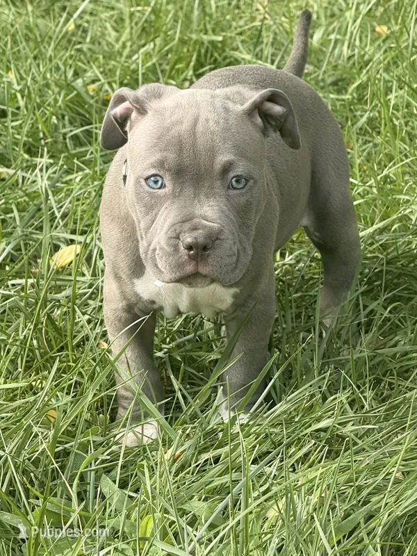 Green Collar – American Pit Bull Terrier puppy for sale in Waldorf, MD