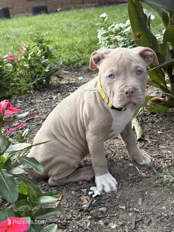 Green Stripes Collar – American Pit Bull Terrier puppy for sale in Waldorf, MD