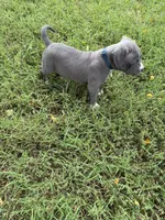 Blue Collar, a male American Pit Bull Terrier for sale in Waldorf, MD – 3 of 3