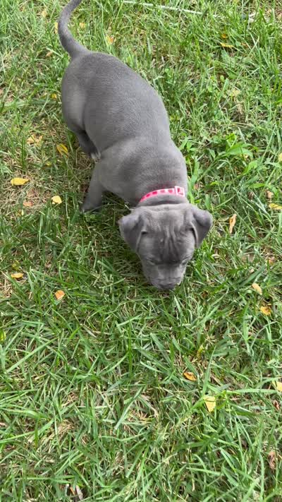 Pink with hearts collar, a female American Pit Bull Terrier for sale in Waldorf, MD – 3 of 3