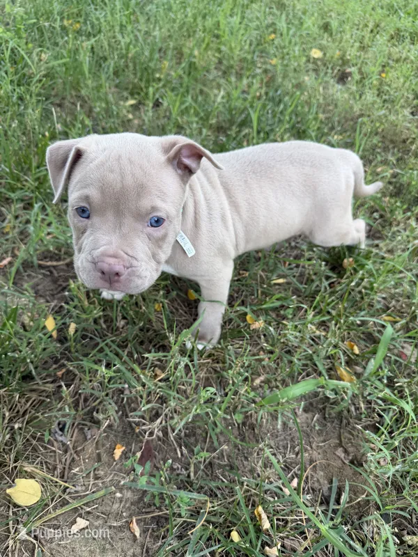 Green Stripes Collar – American Pit Bull Terrier puppy for sale in Waldorf, MD