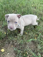 Green Stripes Collar, a male American Pit Bull Terrier for sale in Waldorf, MD – 1 of 3