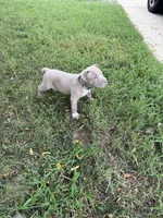Green Stripes Collar, a male American Pit Bull Terrier for sale in Waldorf, MD – 2 of 3