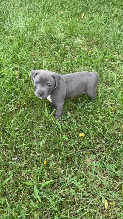 Blue with Stars Collar, a male American Pit Bull Terrier for sale in Waldorf, MD – 3 of 3