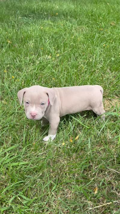 Pink Collar, a female American Pit Bull Terrier for sale in Waldorf, MD – 2 of 2