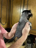 Deuce , a male Chinese Crested for sale in Brookwood, AL – 5 of 7