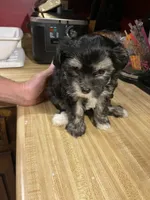 Holly, a female Chinese Crested for sale in Brookwood, AL – 4 of 4