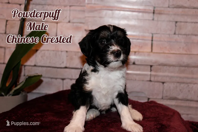 Stewie – Chinese Crested puppy for sale in Brookwood, AL
