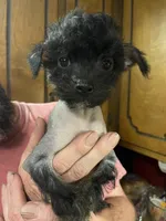 Deuce , a male Chinese Crested for sale in Brookwood, AL – 3 of 7