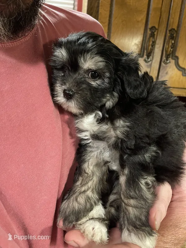 Holly – Chinese Crested puppy for sale in Brookwood, AL