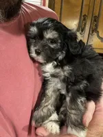 Holly, a female Chinese Crested for sale in Brookwood, AL – 1 of 4