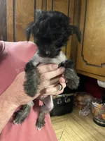 Deuce , a male Chinese Crested for sale in Brookwood, AL – 7 of 7