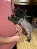 Deuce , a male Chinese Crested for sale in Brookwood, AL – 2 of 7