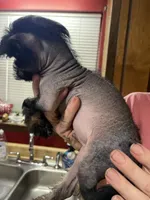 Deuce , a male Chinese Crested for sale in Brookwood, AL – 4 of 7