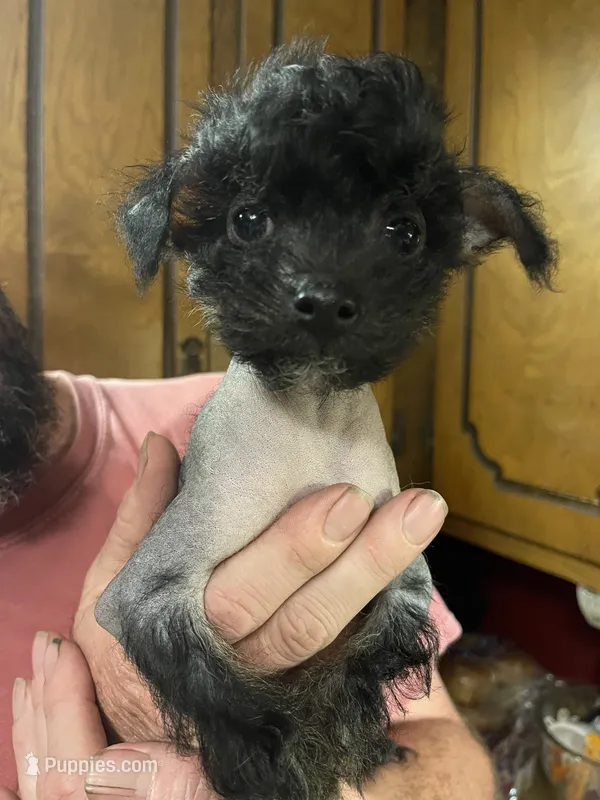 Deuce  – Chinese Crested puppy for sale in Brookwood, AL
