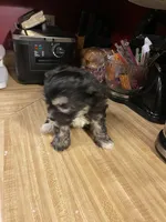 Holly, a female Chinese Crested for sale in Brookwood, AL – 3 of 4