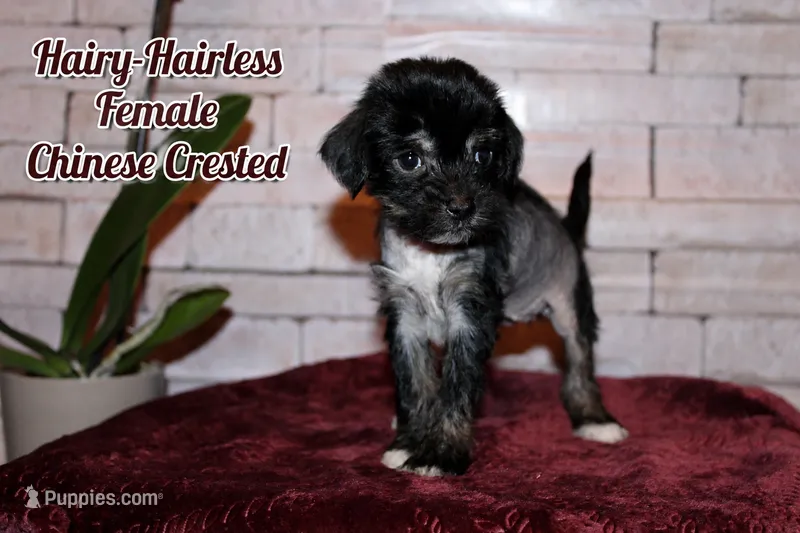Paisley – Chinese Crested puppy for sale in Brookwood, AL