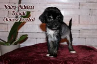 Paisley, a female Chinese Crested for sale in Brookwood, AL – 1 of 1