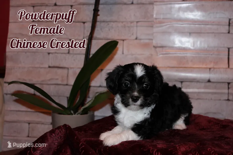Winnie – Chinese Crested puppy for sale in Brookwood, AL