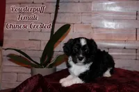 Winnie, a female Chinese Crested for sale in Brookwood, AL – 1 of 1