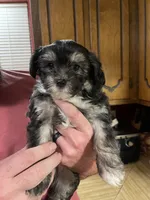 Holly, a female Chinese Crested for sale in Brookwood, AL – 2 of 4